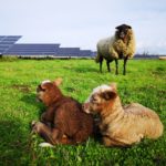 photo panneaux solaires et moutons Neoen